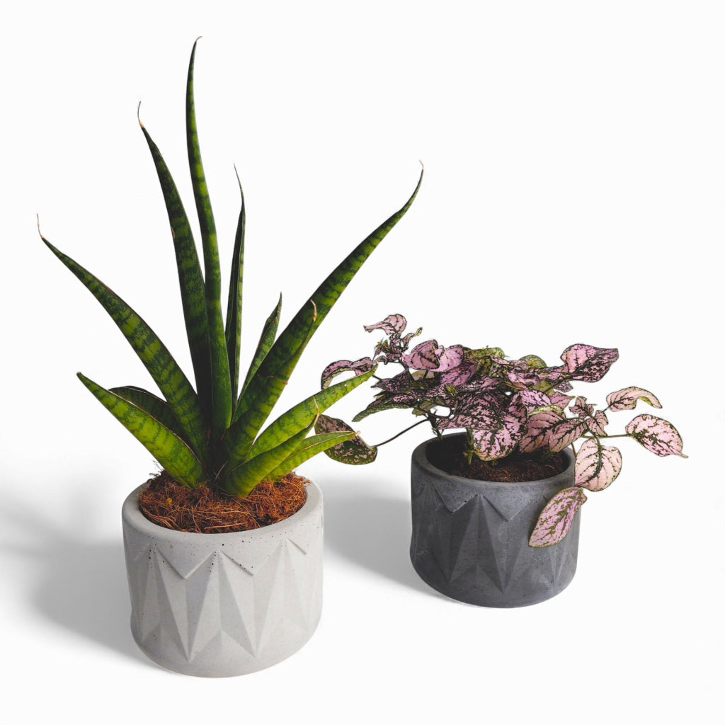 Vazona | Blumentopf Ø=10cm aus Beton