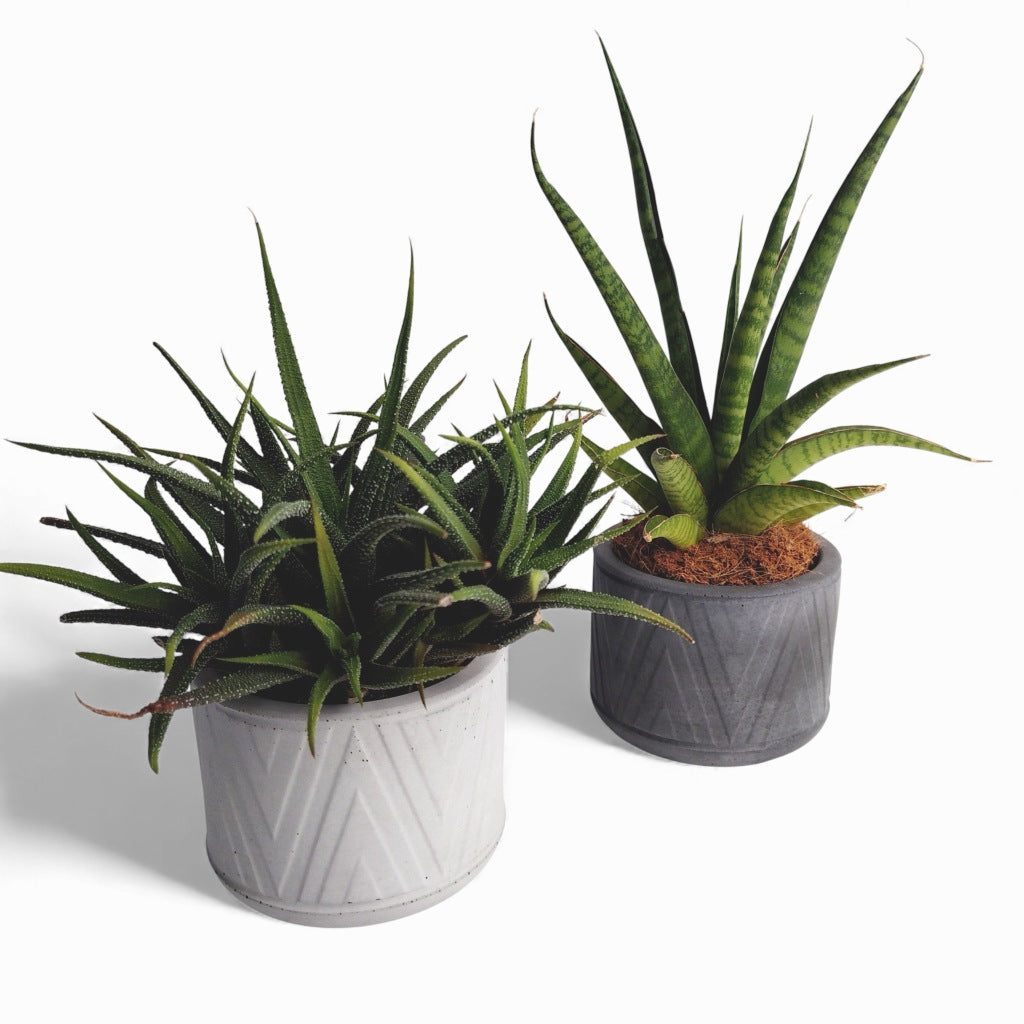 Puodas | Blumentopf Ø=10cm aus Beton