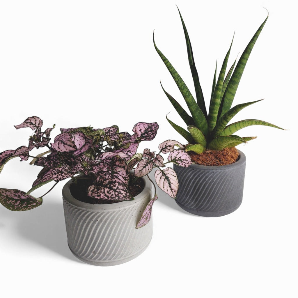 Sukuri | Blumentopf Ø=10cm aus Beton