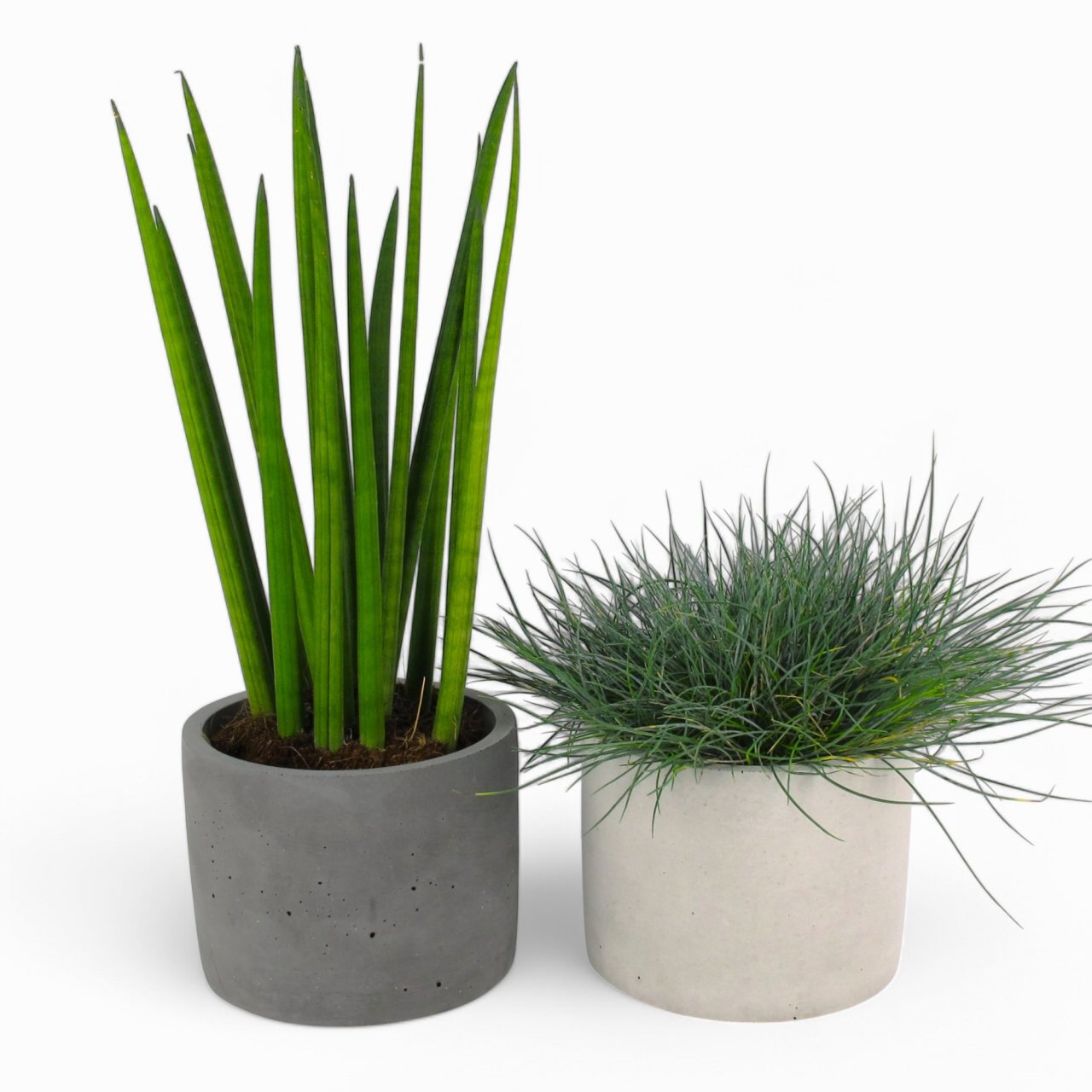 Maceta | Blumentopf Ø=15cm aus Beton