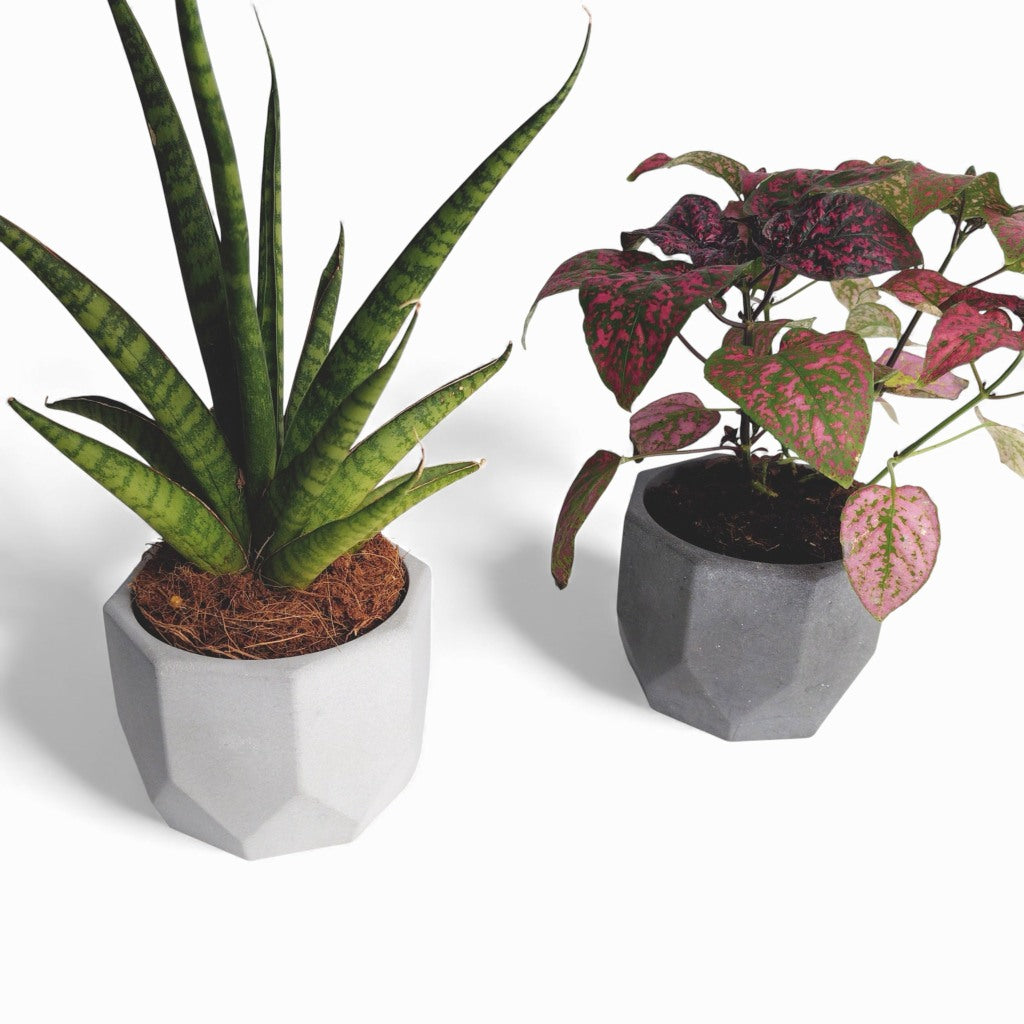 Dilnik | Blumentopf Ø=10cm aus Beton