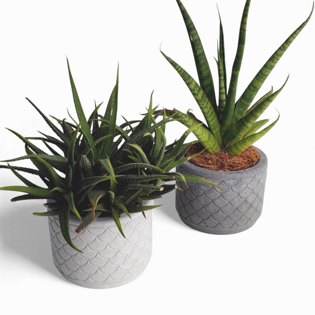 Zoppy | Blumentopf Ø=10cm aus Beton