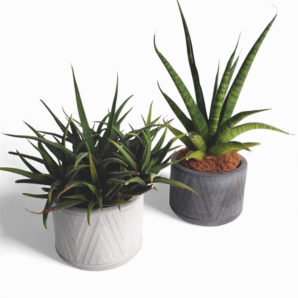 Puodas | Blumentopf Ø=10cm aus Beton