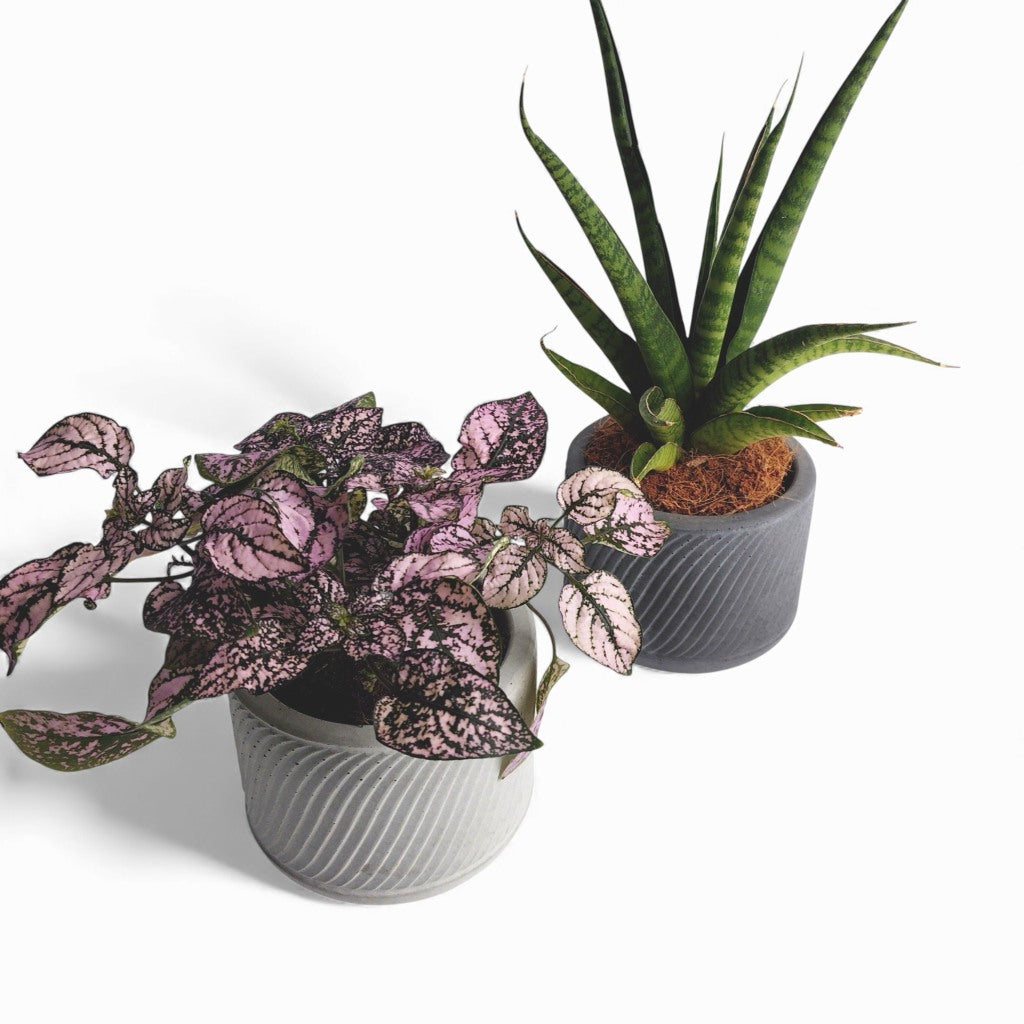 Sukuri | Blumentopf Ø=10cm aus Beton